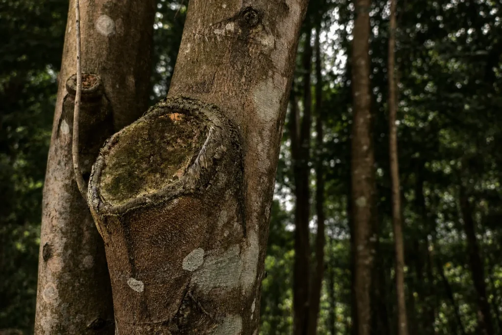 malaysia agarwood oil for sale