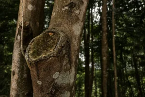 malaysia agarwood oil for sale