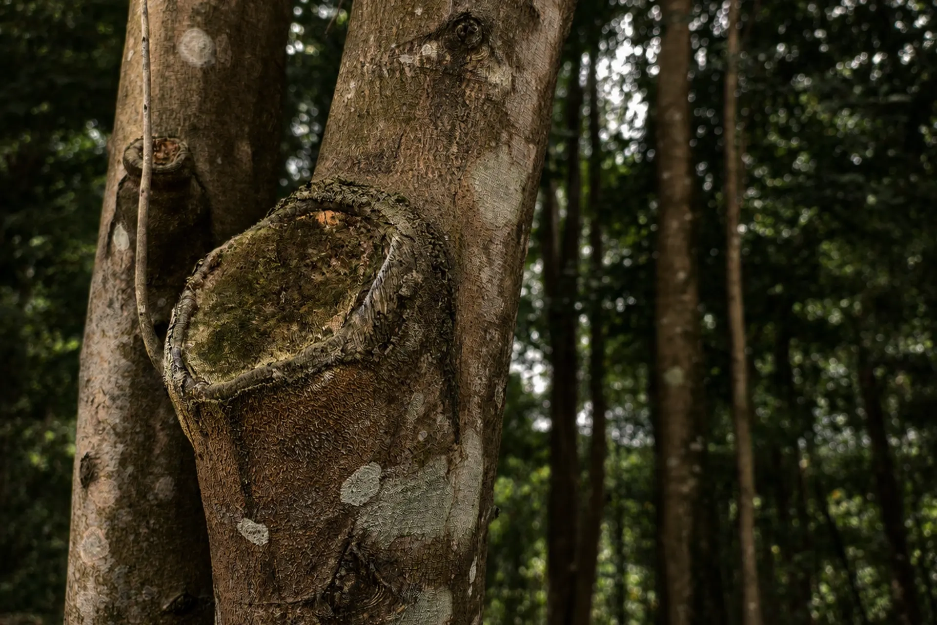 malaysia agarwood oil for sale