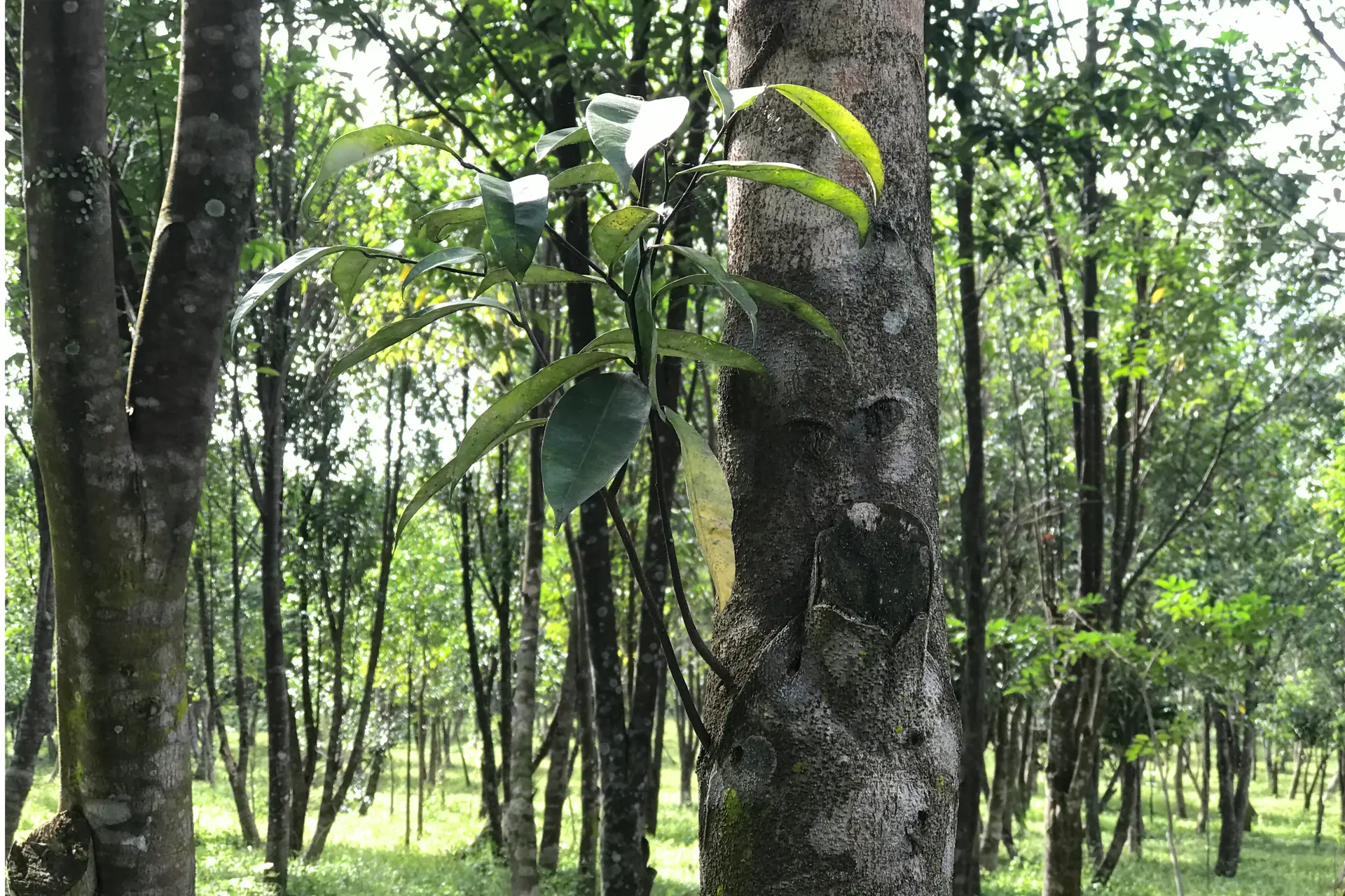 Sustainable agarwood plantations in Malaysia promoting forest biodiversity
