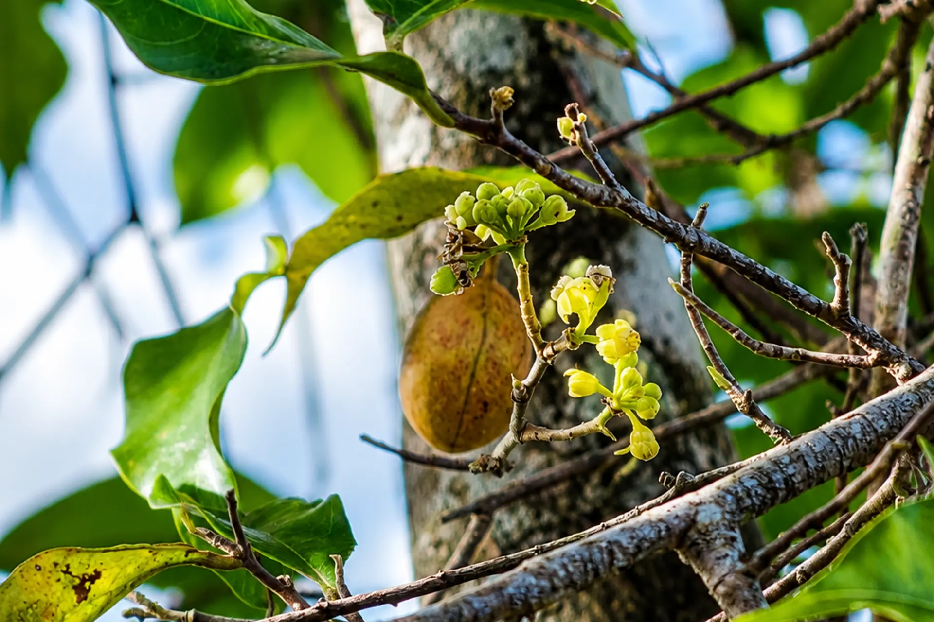 Aquilaria Malacenssis seed