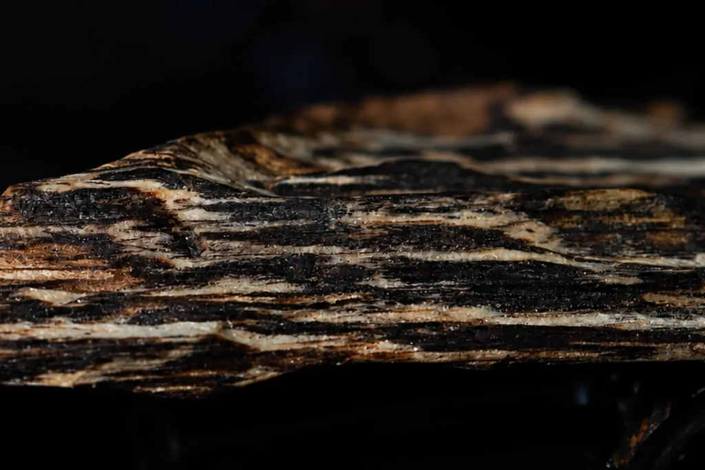 malaysia wild kyara wild agarwood
