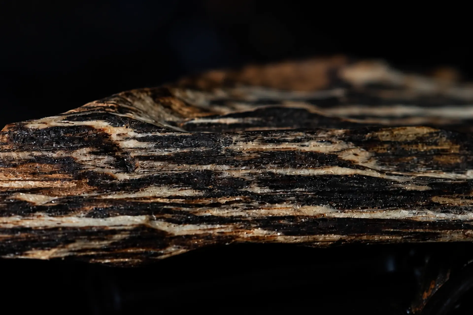malaysia wild kyara wild agarwood