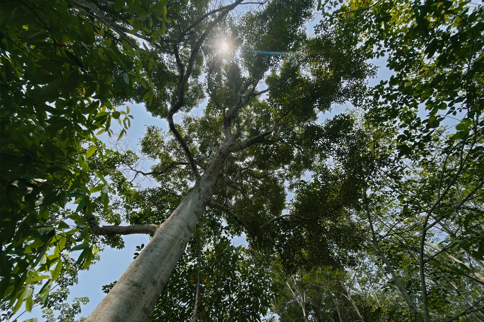 sustainable agarwood malaysia