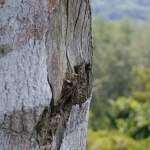 Malaysian Agarwood: What Makes Aquilaria…