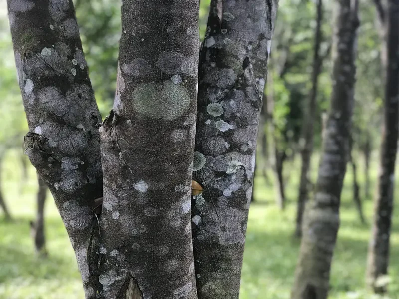 aquilaria sinensis
