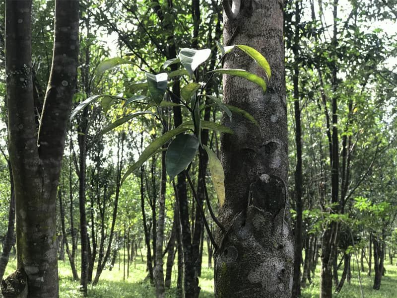 how many agarwood species