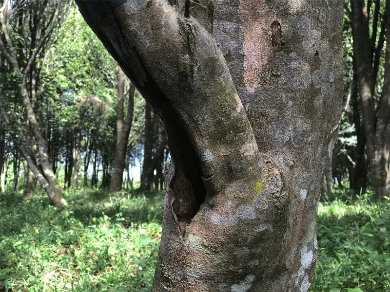 malaysia gaharu